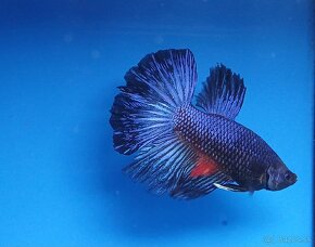 Bojovnice- Betta splendens - 6