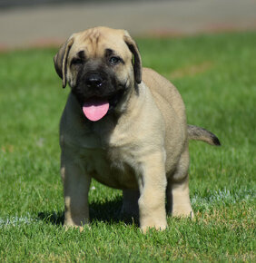 BOERBOEL BALLOTADA -búrský buldok - jihoafrický boerboel - 6