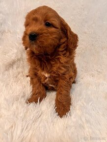 Goldendoodle mini - 6