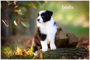 Border Collie Border Kolia s PP FCI - 6