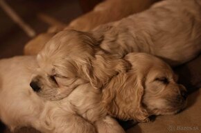 Americky Kokrspaniel - 6