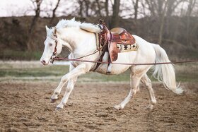 Ponúkam pripúštanie Cremello AQH žrebcom - 6