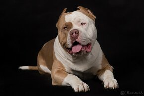 American bully xl ke krytí - 6