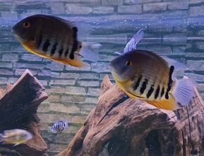 Heros severum - 6