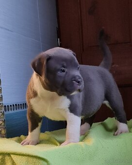 American Bully XL - 6