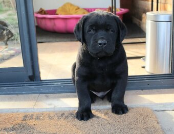 Ponúkame šteniatka labradora s PP k rezervacii - 6