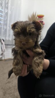 Yorkshire Terrier - 6