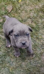 Cane Corso štěňata - 6