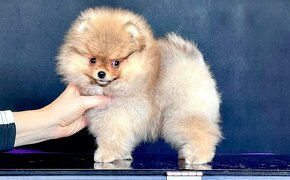 Pomeranian - 6