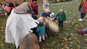 Predám mini horse, pony - 6