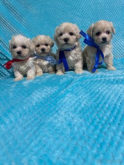 Maltipoo - 6