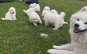 Samojed šteniatka - 6