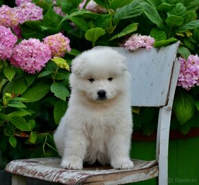 Samojed šteniatka s PP MATYELLA - 6