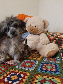 Shih-poo harlekyn - 6