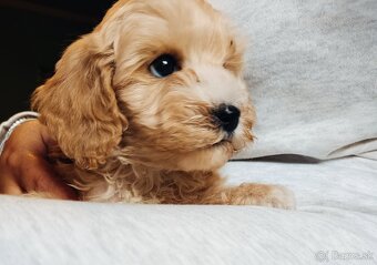 Maltipoo - 6