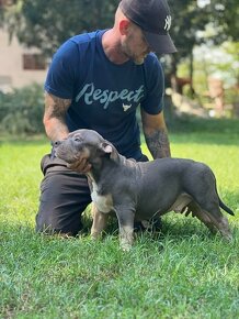 American Bully Pocket - 6