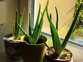 Aloe Vera - 6