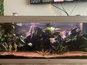 REZERVOVANE Akvarium Juwel Rio 240 l - 6