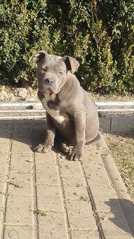 American bully - 6