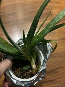 Sukulenty: vianocny kaktus-biela farba, aloe - 6