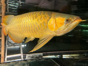 Arowana super red 60cm+ - 6