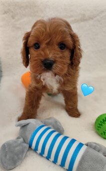 Cavapoo - 6