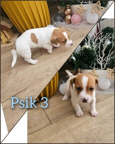 Jack russel terier - 6