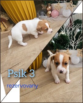 Jack russel terier - 6