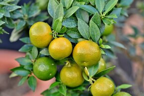 Chinotto-Trpasličí pomarančovník - 6