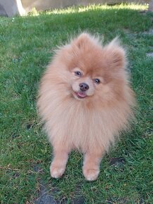 Pomeranian psik - 6