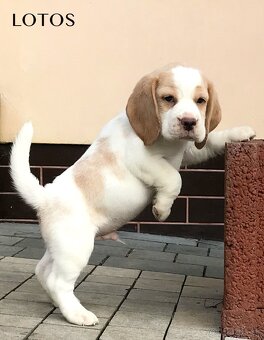 Bígel Bigl Beagle s PP FCI (bicolor, tricolor) - 6