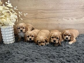 Cavapoo - 6