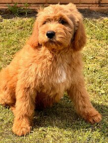 Goldendoodle / Pudel / - 6