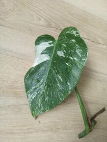 Monstera Albo Variegata - 6