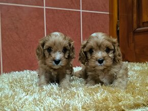 Cavapoo - 6