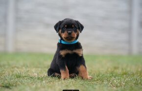 Rottweiler - štěně - Rotvajler - 6