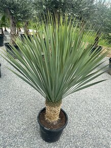 Yucca Rostrata - 6