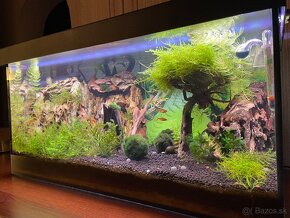 63l.akvarium+Krevetky ???? caridiny KEZMAROK - 6