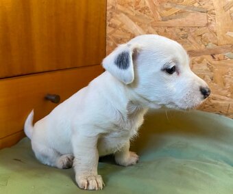 Jack Russel Terier “Parson” šteniatka - 6