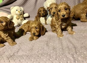 Cockapoo puppys - 6