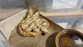 Boa Constrictor Imperator - Velhad Kràlovský - 6