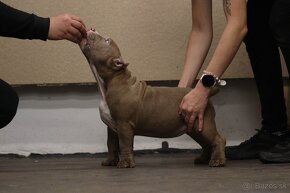 American Bully - 6