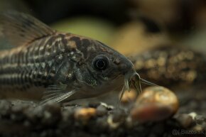 Corydoras Nanus - Pancierniček Drobný - 6