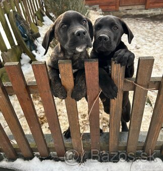 Cane Corso - 6