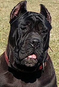 Cane Corso s PP - 6