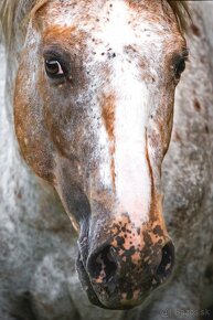 Plemenný žrebec Appaloosa - 6