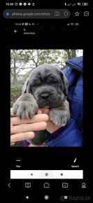 Cane Corso krytie - 6