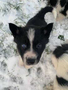 Šteniatka Border-Husky - 6