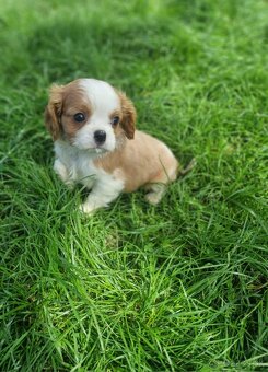 Cavalier king charles spaniel - 6