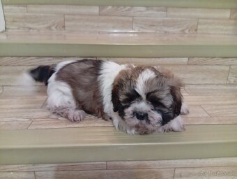 Shi tzu - 6